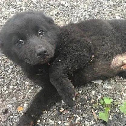 死猪新闻爆料最新消息,官方调查结果及后续处理措施揭晓